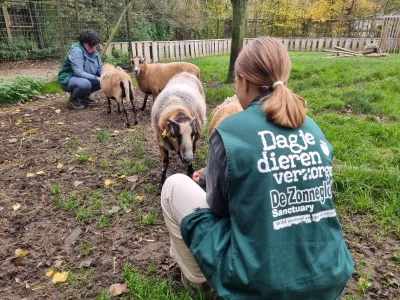 Dagje dieren helpen verzorgen bij De Zonnegloed
