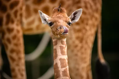 Giraf Zabù in ZOO Planckendael