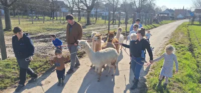 Gezinnen op wandel met alpaca's
