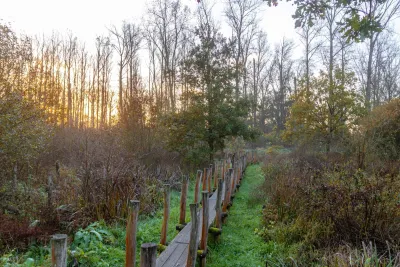 Knuppelpad in natuurgebied De Nuchten