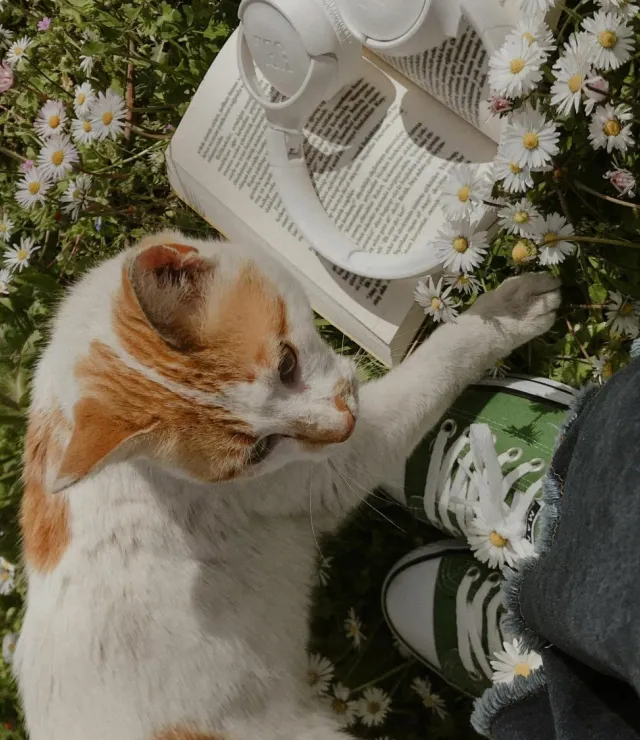 Boek in het gras, kat geniet