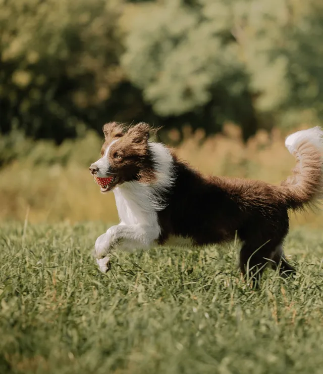 Twee honden lopen in een hondenweide, de grote hond heeft een balletje in zijn bek.