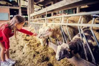 Meisje aait de schapen in de stal